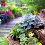 4 Best Rocks Succulent Garden