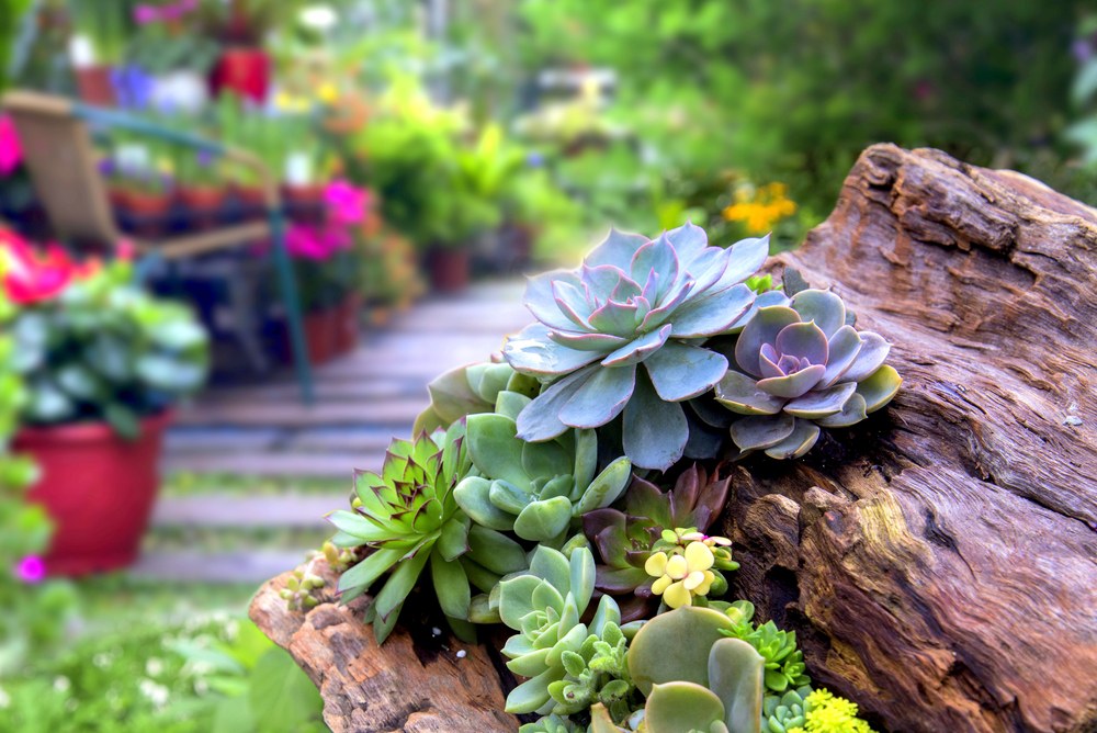 4 Best Rocks Succulent Garden