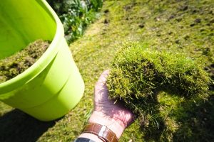 Lawn Moss Control And Removal Techniques