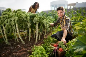 Tips For Urban Gardening Success