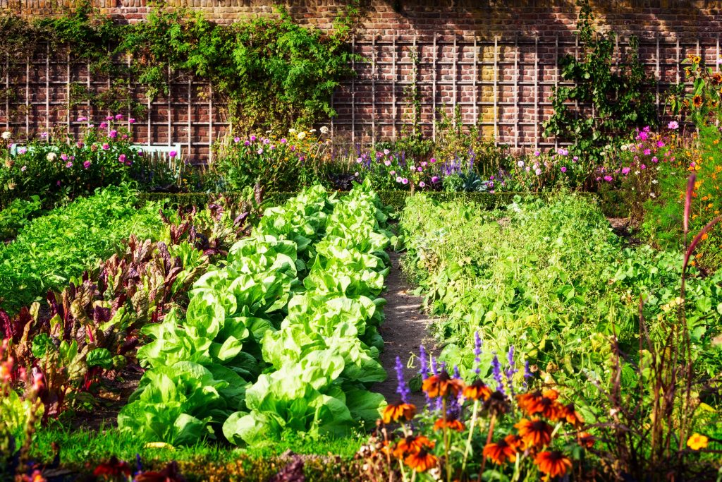 Tips For Urban Gardening Success